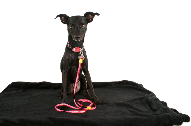 The Hardest Part Is The Consistency And Dedication - Dog (640x428), Png Download