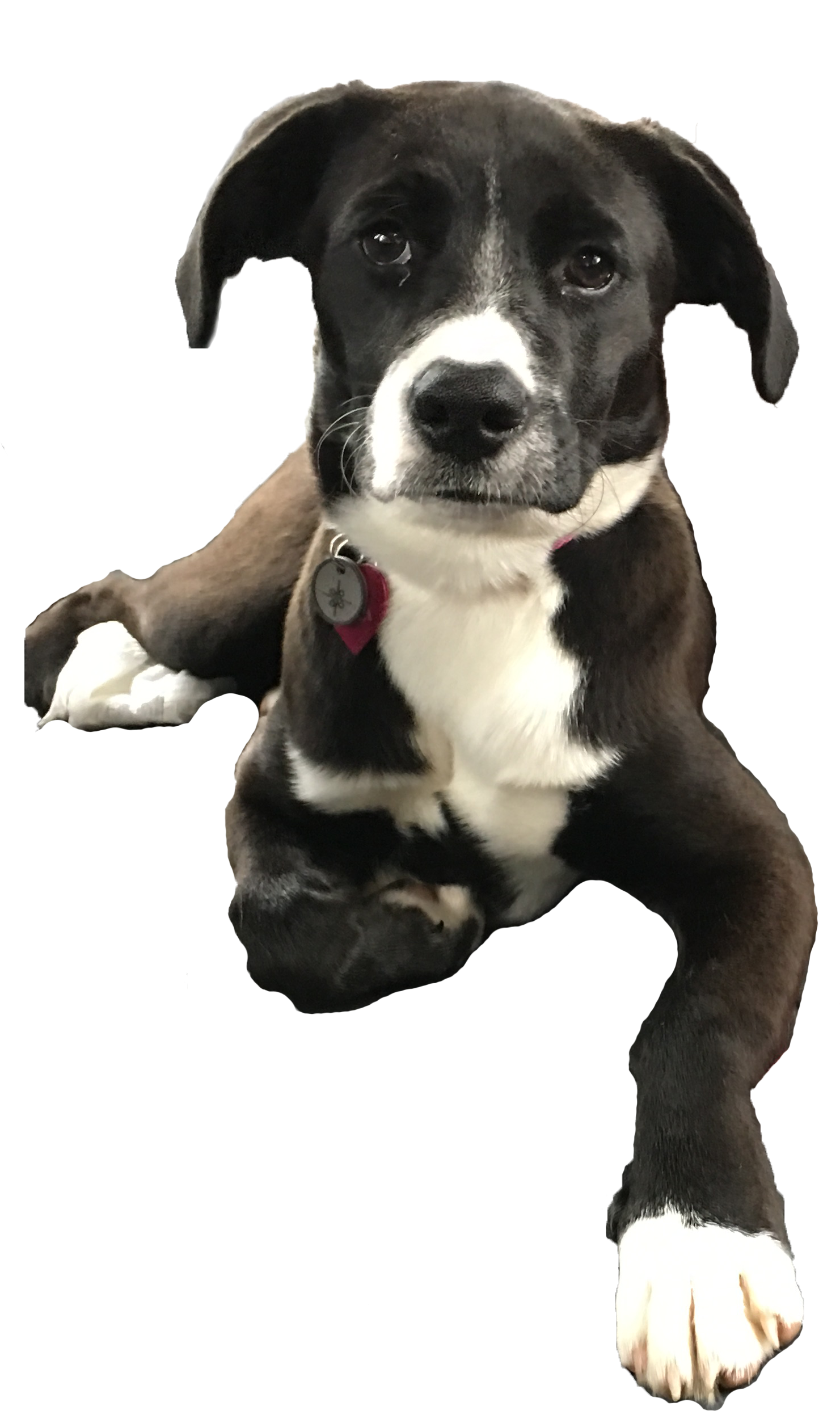 Sofia, The Infinite Media Corp Mascot - Dog Catches Something (2445x2641), Png Download