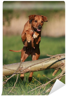 Rhodesian Ridgeback Dog Jumping Over Log Wall Mural - Rhodesian Ridgeback (400x400), Png Download