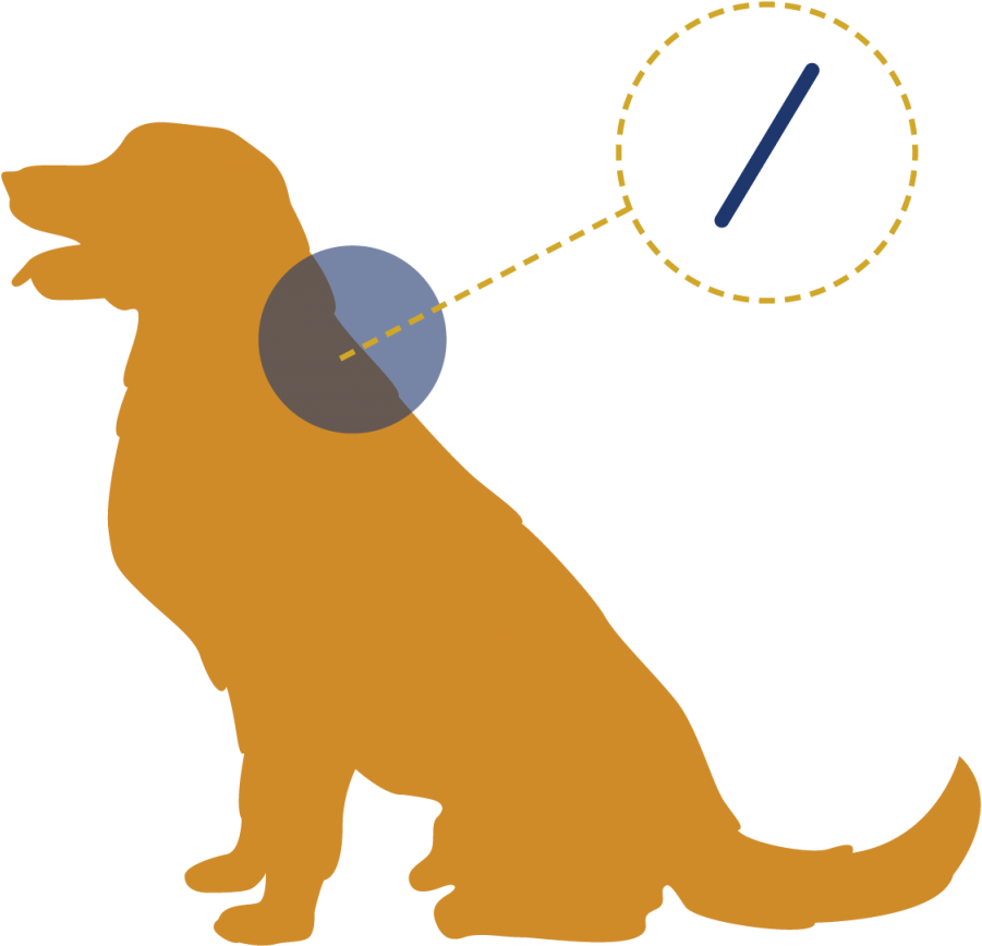 Learn More About Microchipping - Silhouette Golden Retriever Clipart (1024x941), Png Download