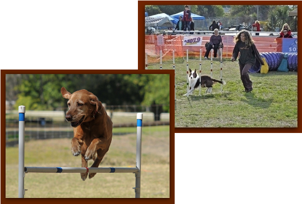 Sage Jumping And Strider, Red And White Border Collie - Border Collie (600x450), Png Download