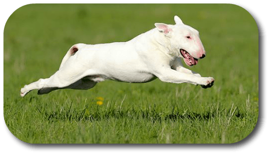 How Can I Give My Big Dog Eye Drops When He Is Always - Dog (539x310), Png Download