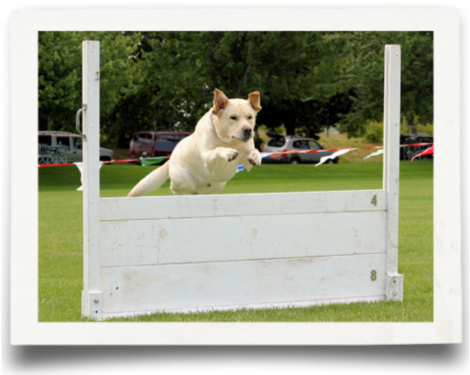 High Combined - Labrador Retriever (500x377), Png Download