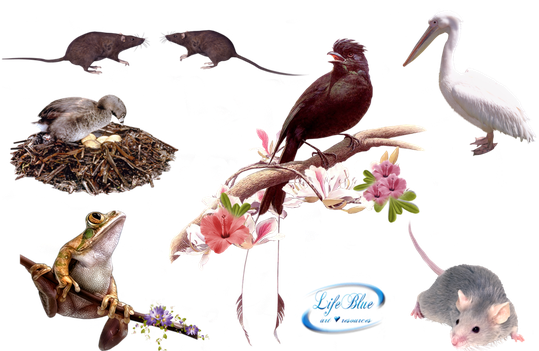Clip Art, Animal Kingdom, Deviantart, Animals, Animais, - Animal (546x350), Png Download