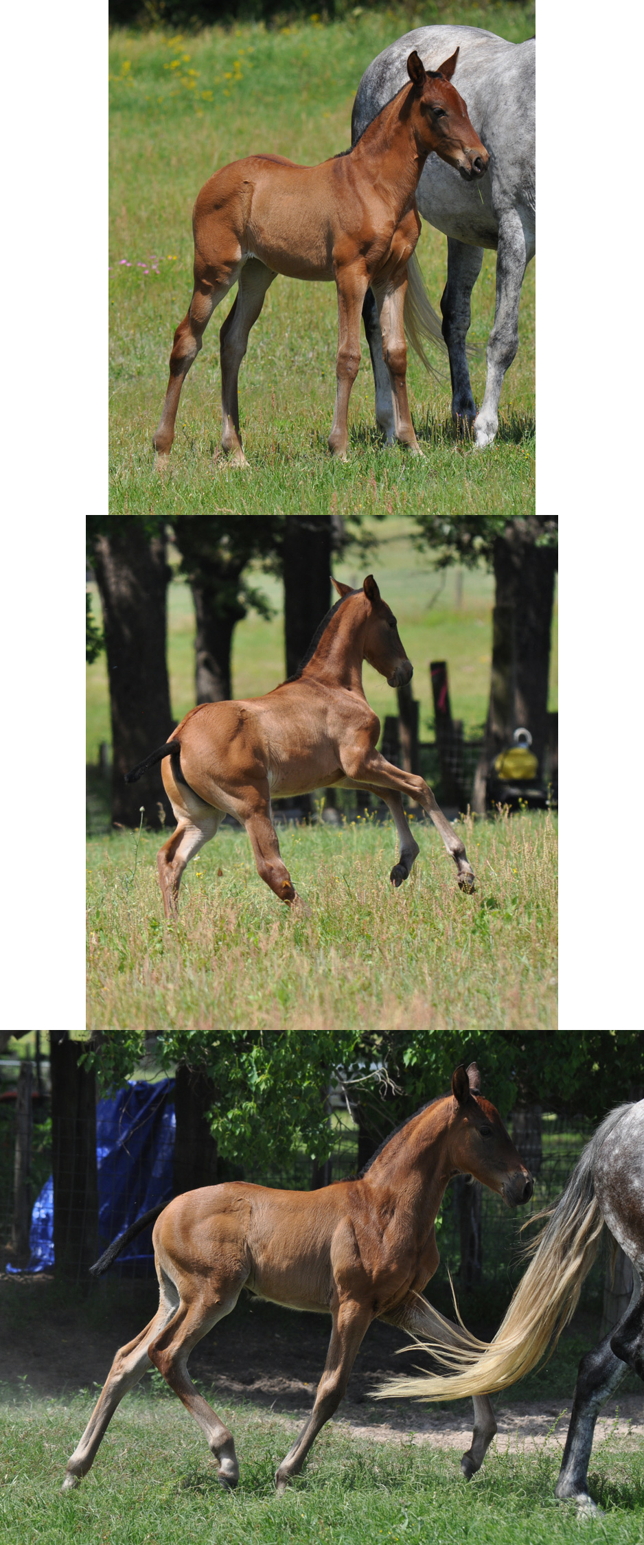 Cw Adonis - Sorrel (938x2250), Png Download