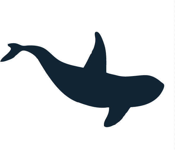 Killer Whale - Whale (600x506), Png Download