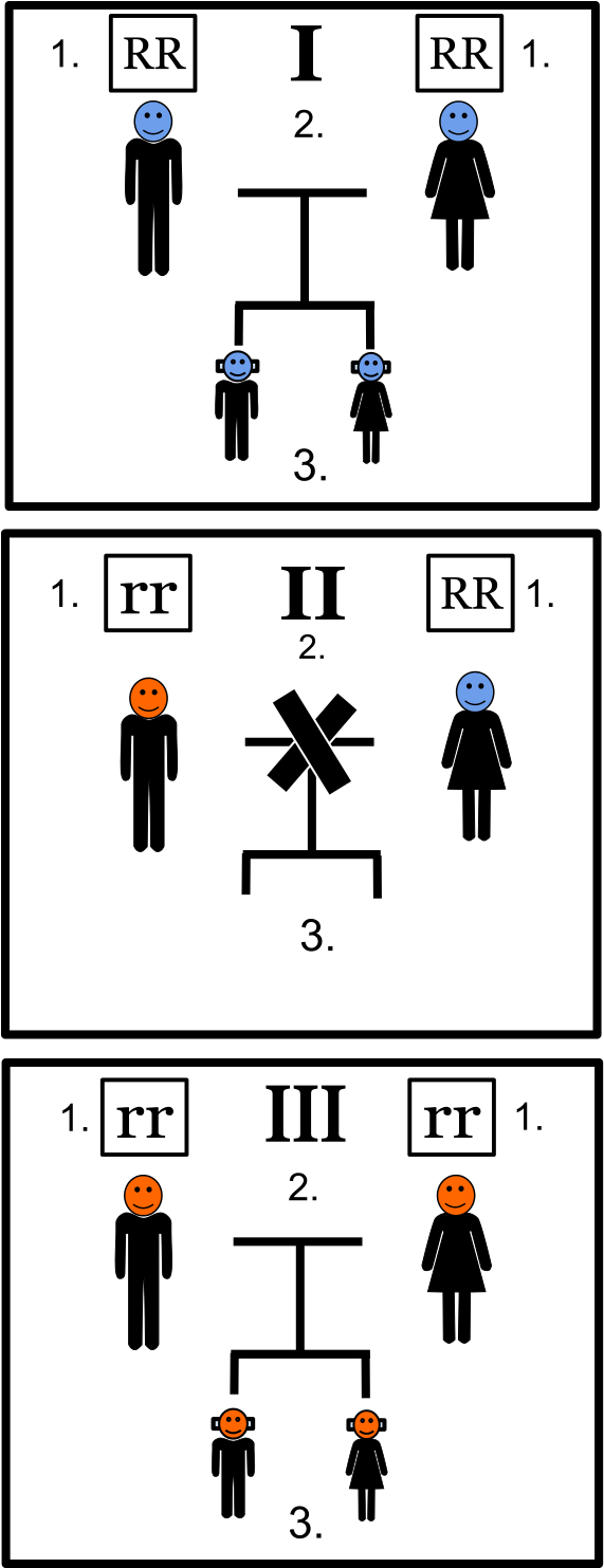 Green Beard Effect - Green-beard Effect (581x1496), Png Download