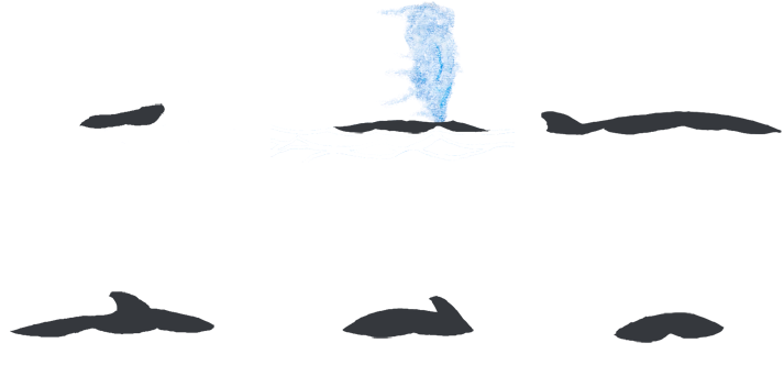 Rorcual Costa Garraf - Whale (800x432), Png Download