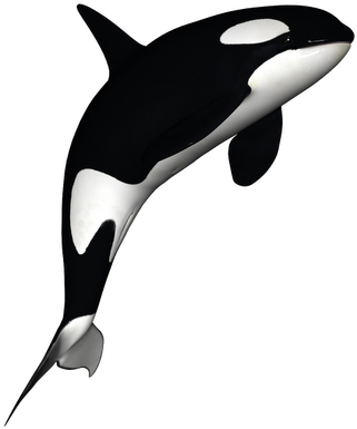 Orca Decoration Orca Tattoo, Whale Tattoos, Tatoo, - Orca Png (341x400), Png Download