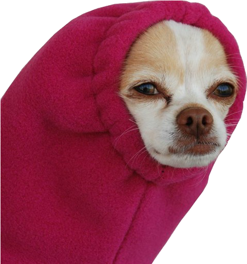Source - Transparentcreation - Tumblr - Com - Dog In A Sleeve (503x519), Png Download