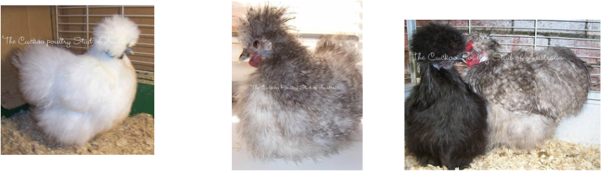 Cuckoo, Black, Chocolate, Splash Orpingtons And The - Chicken (853x243), Png Download