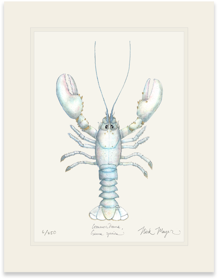 Albino Lobster - Art (862x1023), Png Download