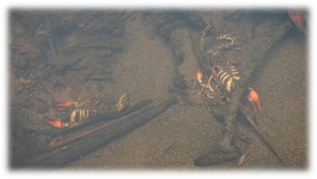 Crayfish Kill 2015 Tenmile Creek - Freshwater Whipray (463x261), Png Download