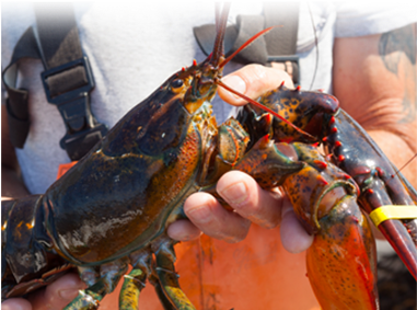 Mftl Top A Modules Products Mftl Top A Modules Sustainable - Main Lobster (380x322), Png Download