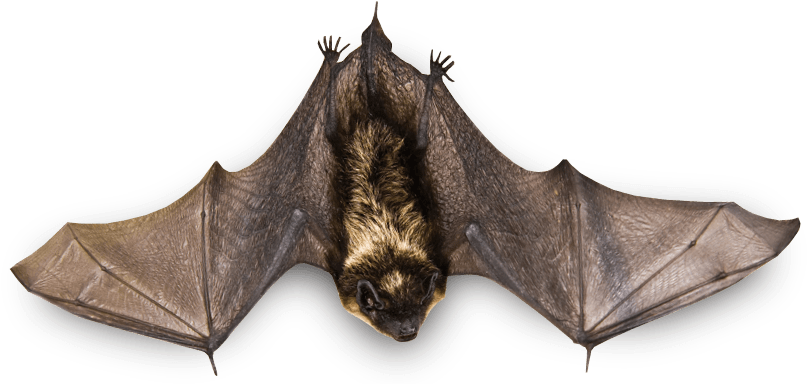 Small Bat Flying - Bat On A Branch (847x429), Png Download