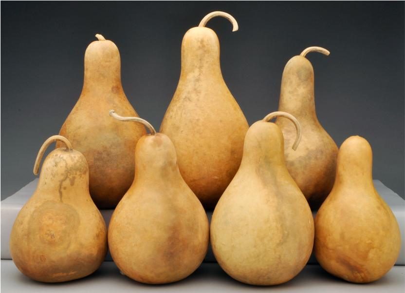 Pre-boxed Clean Pear And Tear Drop Gourds - Pear Gourd (1200x600), Png Download