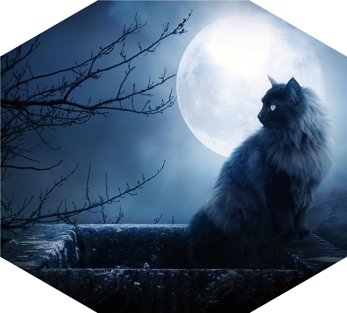 Gato En La Pared, Silueta De Un Arbol, Luna Llena 152622 (1600x1200), Png Download