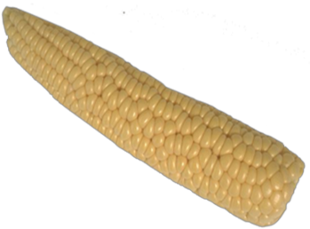 Corn On The Cob - Popcorn Plant (420x288), Png Download