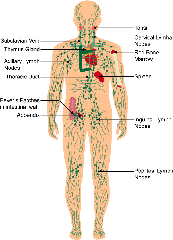 Discuss The Immune System Of The Body With A Neat Labelled - Labelled Diagram Of Immune System (600x800), Png Download