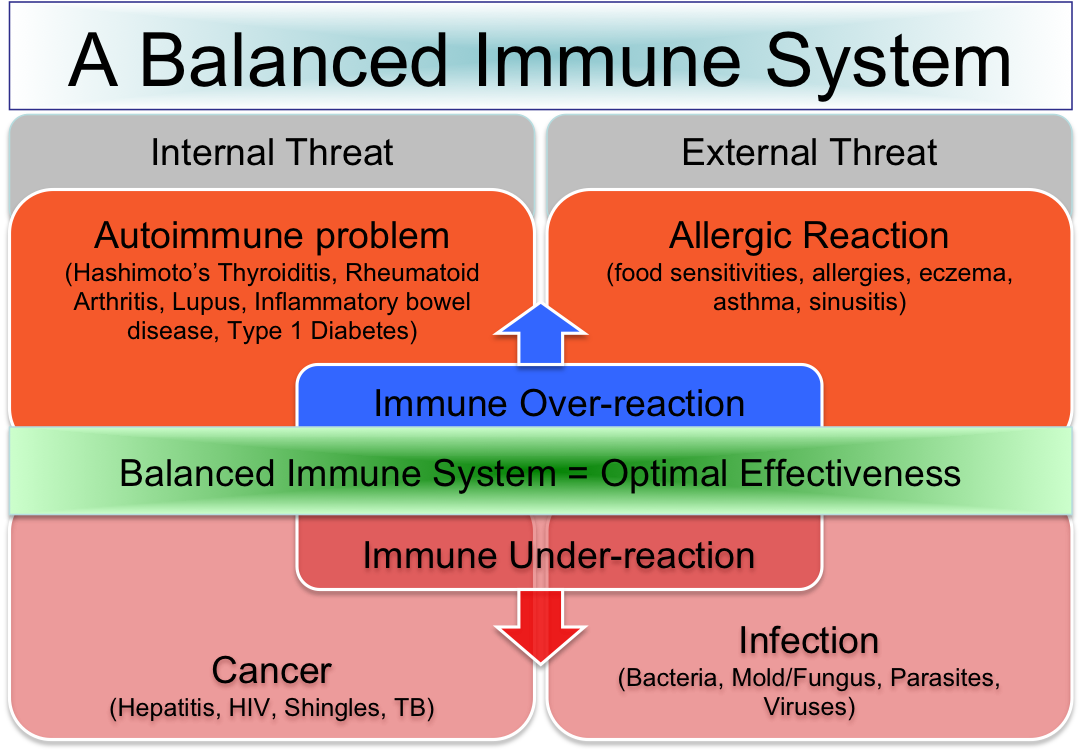 Th1 Th2 And The Connection To A Balanced - Immune Regulator (1082x753), Png Download