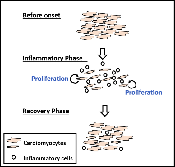 Cardiomyocyte Proliferation During Eam - Heart (563x536), Png Download