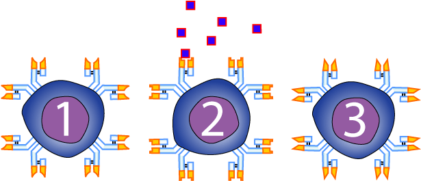 Recognition Is When An Receptor Binds With An Antigen - Diagram (660x328), Png Download