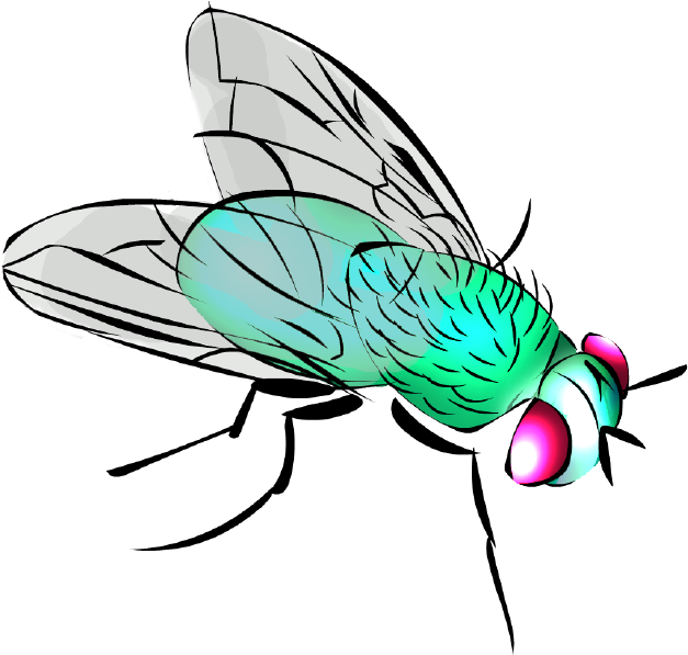 Manuel Rebollar Barro - Mosca Dibujo Png (670x600), Png Download