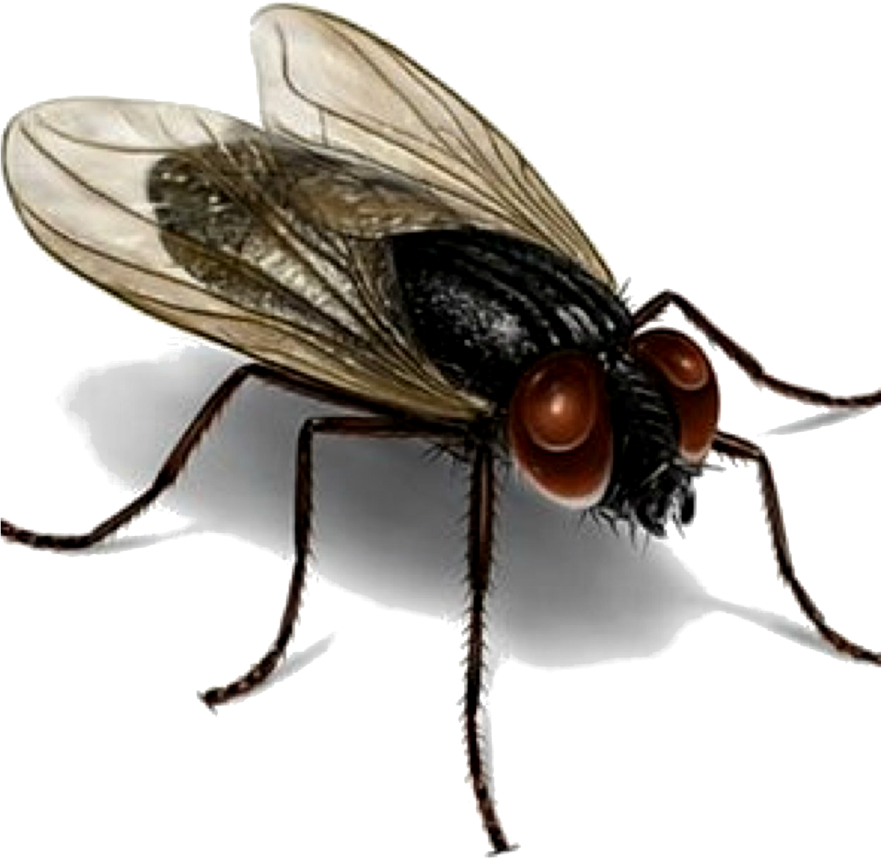 Los Organismos Patógenos Son Recolectados Por Las Moscas - House Fly (1252x1239), Png Download