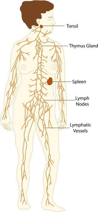 Lymphatic System Vs Immune System - Lymphatic System (320x689), Png Download