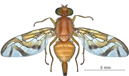 Image 1 - Mosca - Mosca De La Guayaba Anastrepha Striata (464x286), Png Download