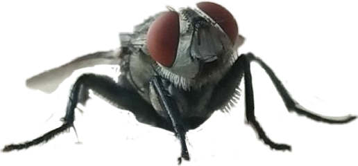 Mosca Freetoedit - House Fly (516x240), Png Download