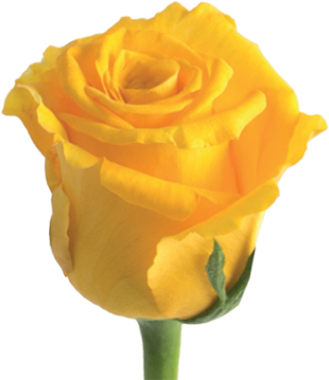 Tweet - Floribunda (500x500), Png Download