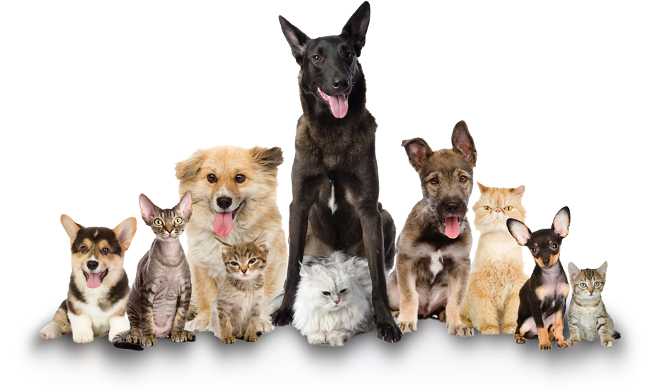 Cat And Dog Png No Background Pluspng - Clear The Shelters 2017 (956x561), Png Download