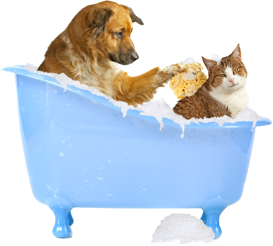 Great Image Of Dog Bathing A Cat - Dog And Cat Bath (568x521), Png Download