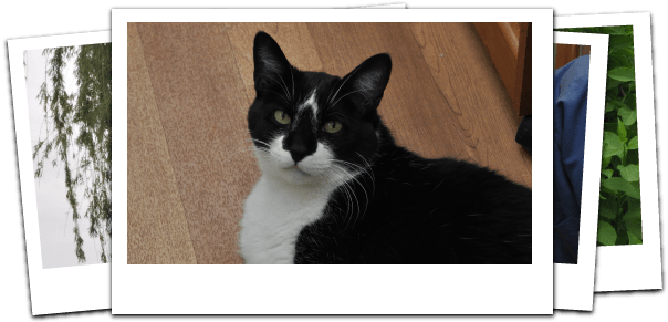 Happy Tails Pet Hospital (623x290), Png Download