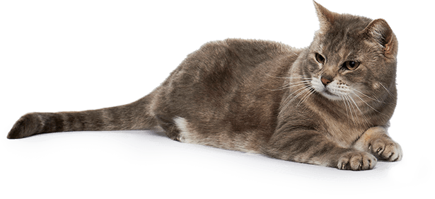 Our No-kill Partners - Domestic Short-haired Cat (615x281), Png Download