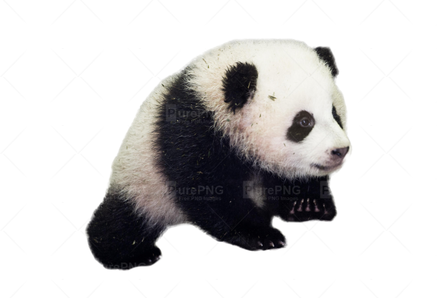 Download Transparent Panda Png Clipart Giant Panda - Bao Bao Panda (850x581), Png Download