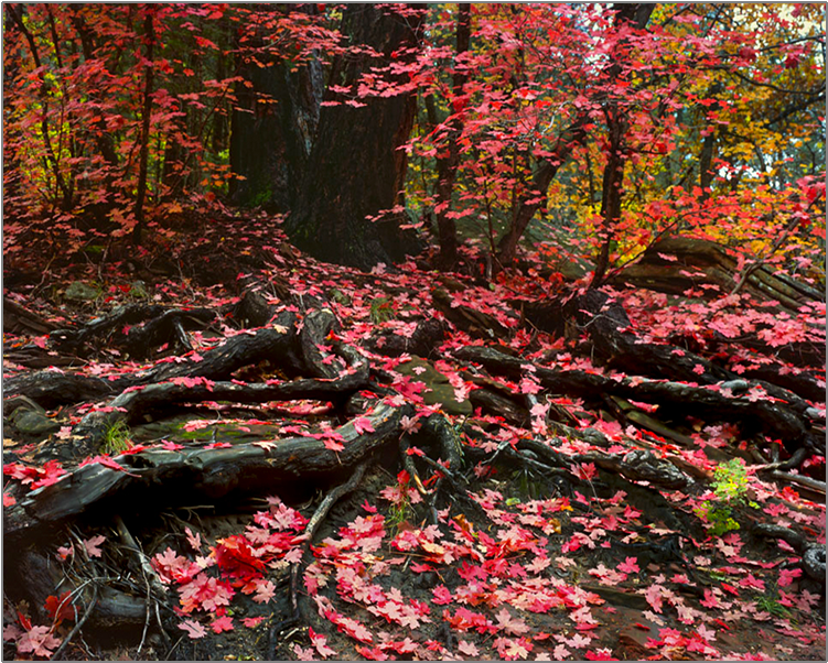 Fallen Leaves - Autumn (750x750), Png Download