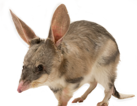 Find Out More - Native Australian Animals Png (456x354), Png Download