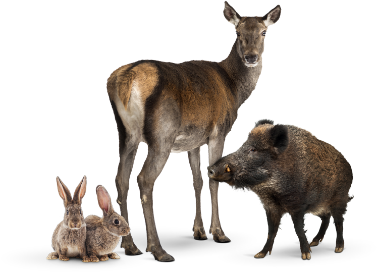 /after Sales/roadside Assistance/accident Breakdown - Domestic Rabbit (960x540), Png Download