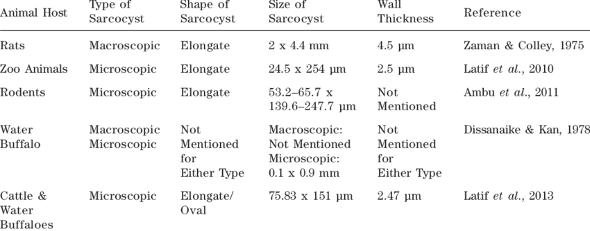 Morphology And Size Of Sarcocystis Sp - Tissue (850x333), Png Download
