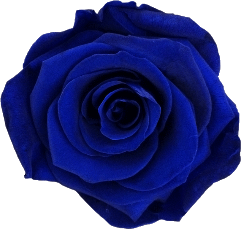 Prev - Dark Blue Flower Png (932x882), Png Download