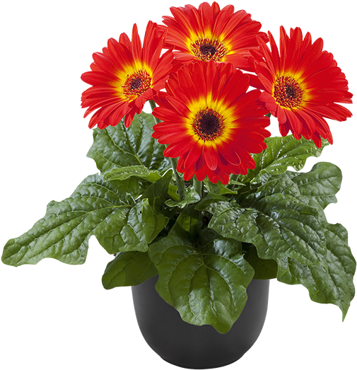 Dark Fireball Bc - Plants (600x600), Png Download