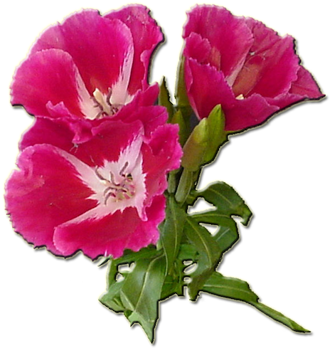 Dark Pink - Gilliflower (493x500), Png Download
