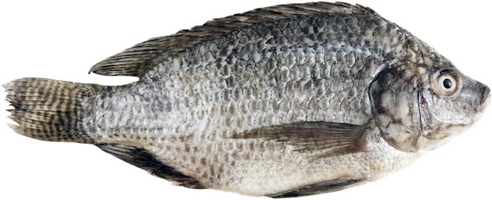Tilapia - Тилапия Png (709x289), Png Download
