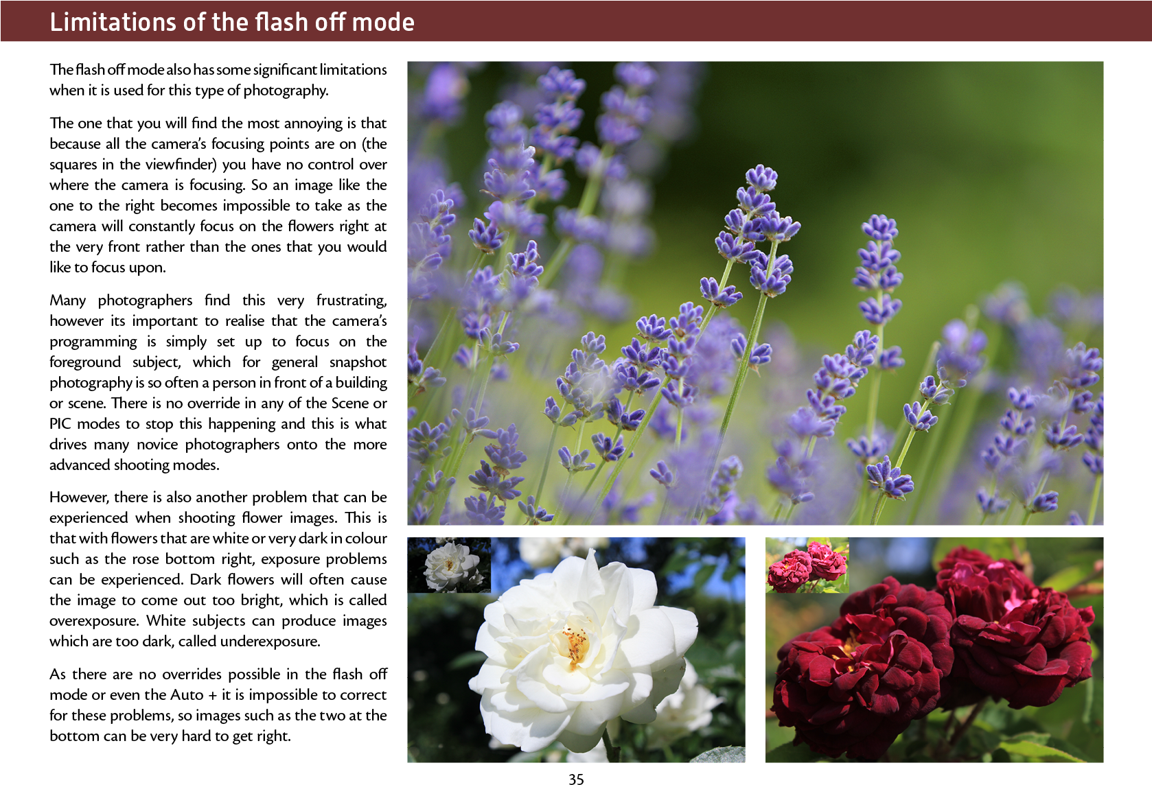 A Random Selection Of Pages From The Book Are Shown - Evergreen Rose (1677x1240), Png Download