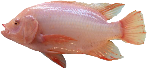 Tilapia Red (500x500), Png Download