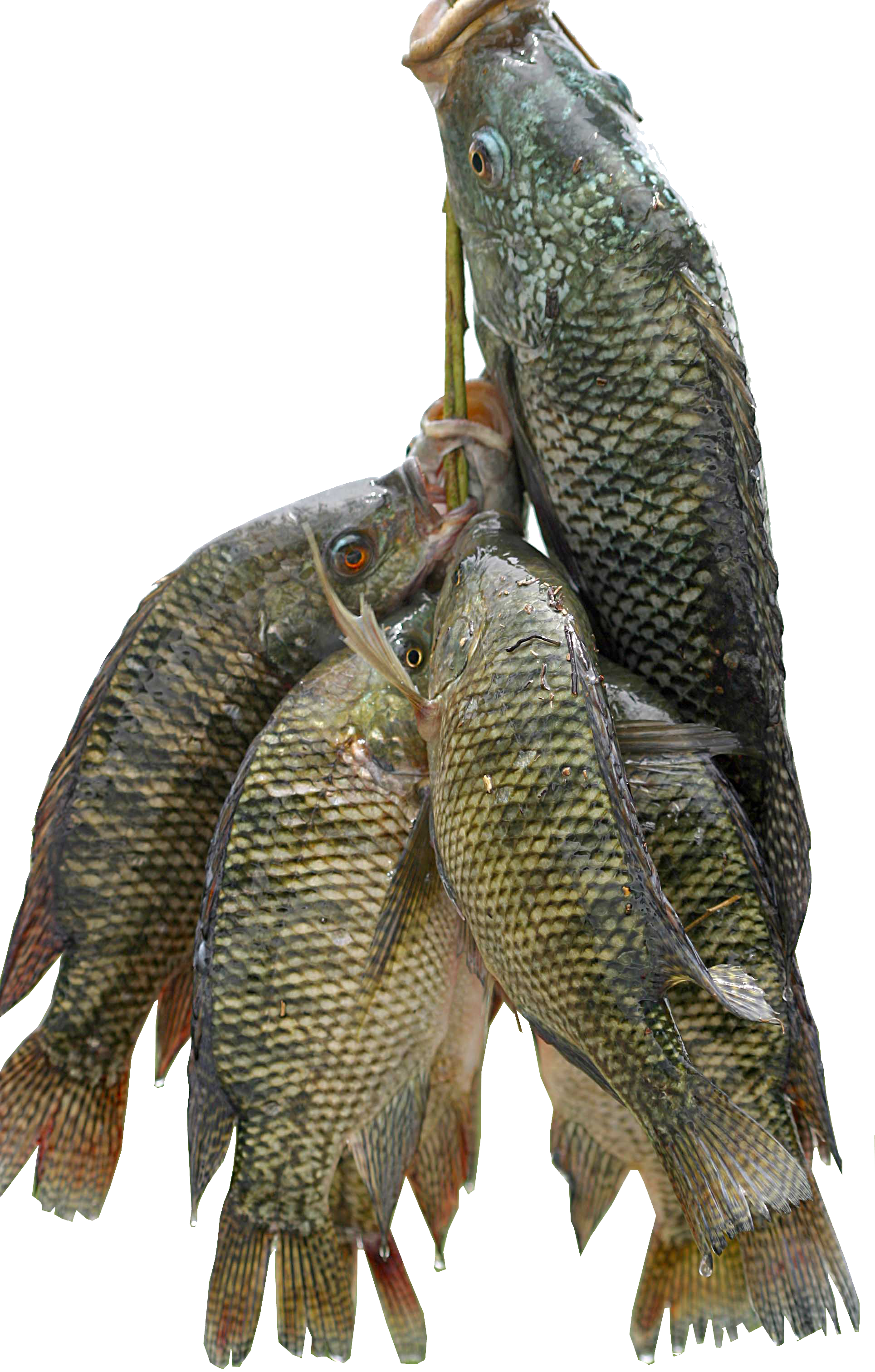 Fish For All - Mushi Fish In Kerala (1929x3024), Png Download