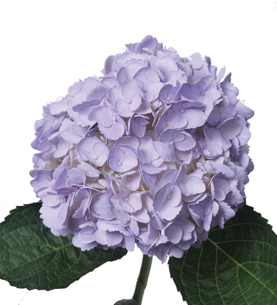 Tinted Dark Lavander (960x1057), Png Download