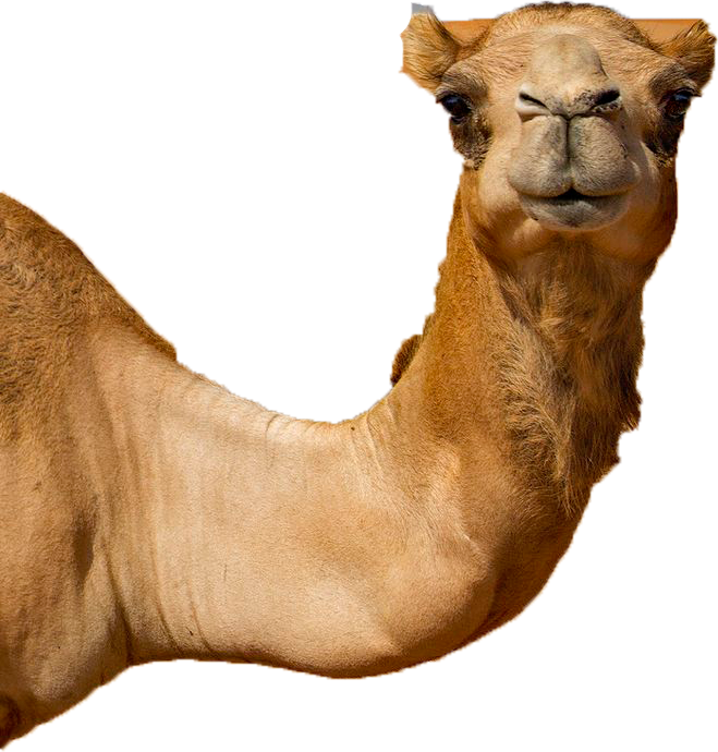 She Was Quite Nice To Talk With And She Has Actually - Camel In The Desert (659x690), Png Download